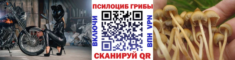 мега как зайти  Выкса  Псилоцибиновые грибы Cubensis 